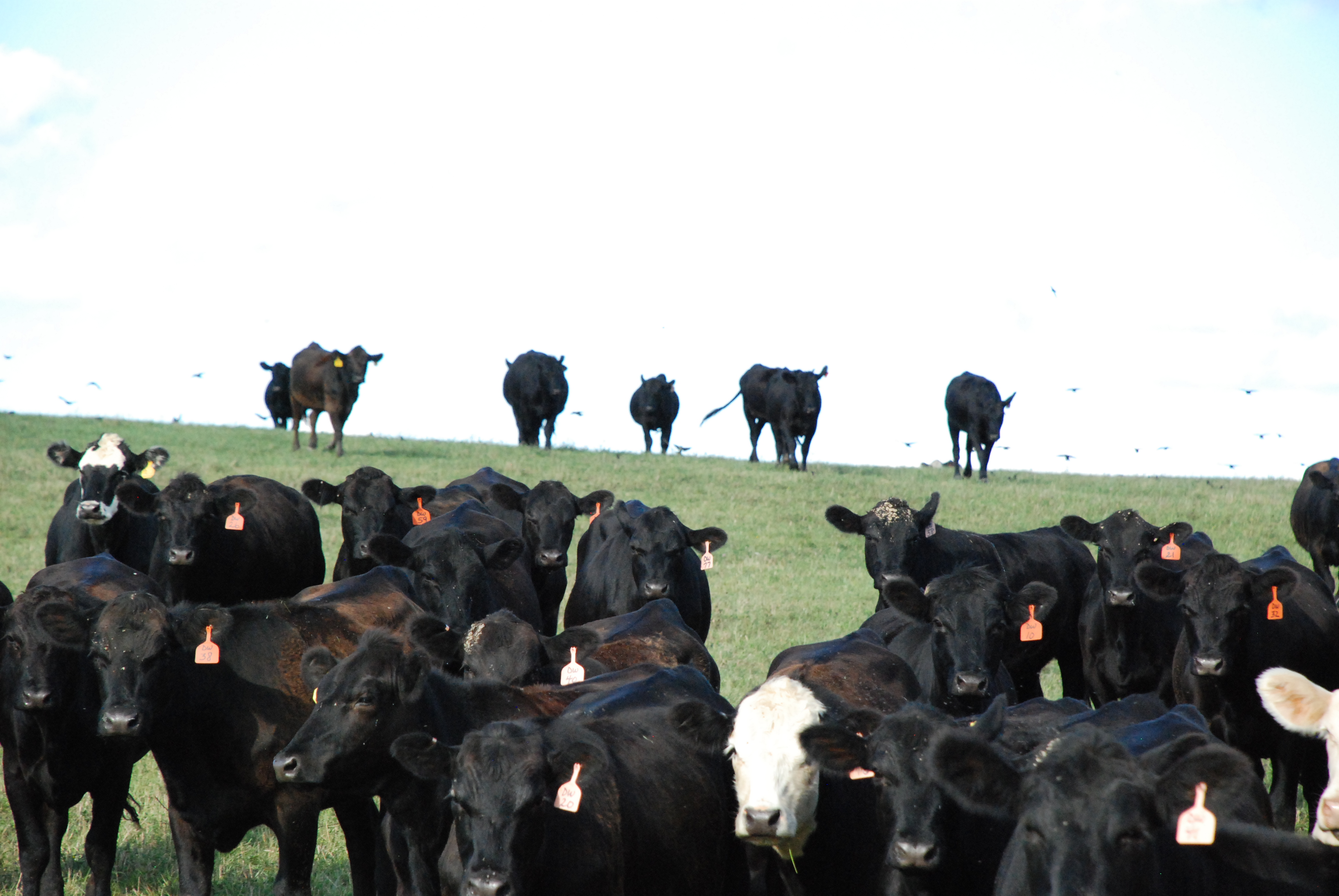Stocker cattle by Wes Ishmael Cattle Current Market Update